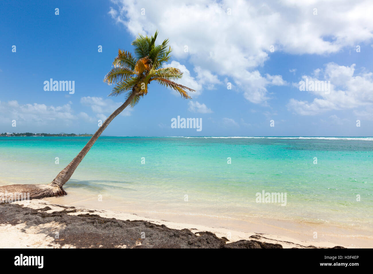 Single Palm Tree am Karibischen Meer Strand, Guadeloupe Stockfoto