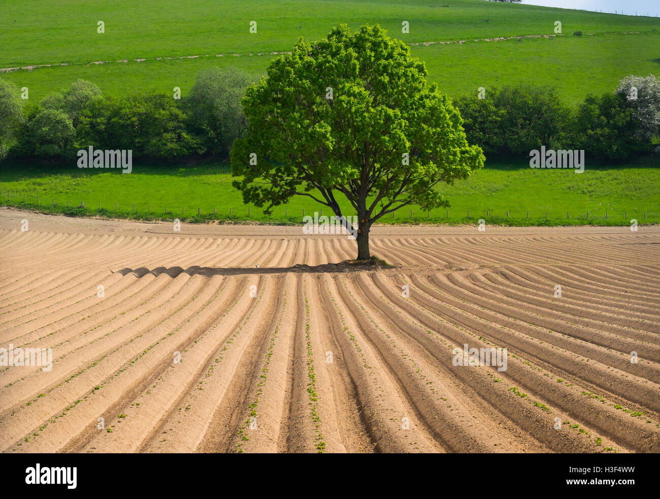 Ein Baum im Acker bei Clungunford, Shropshire, England, UK Stockfoto