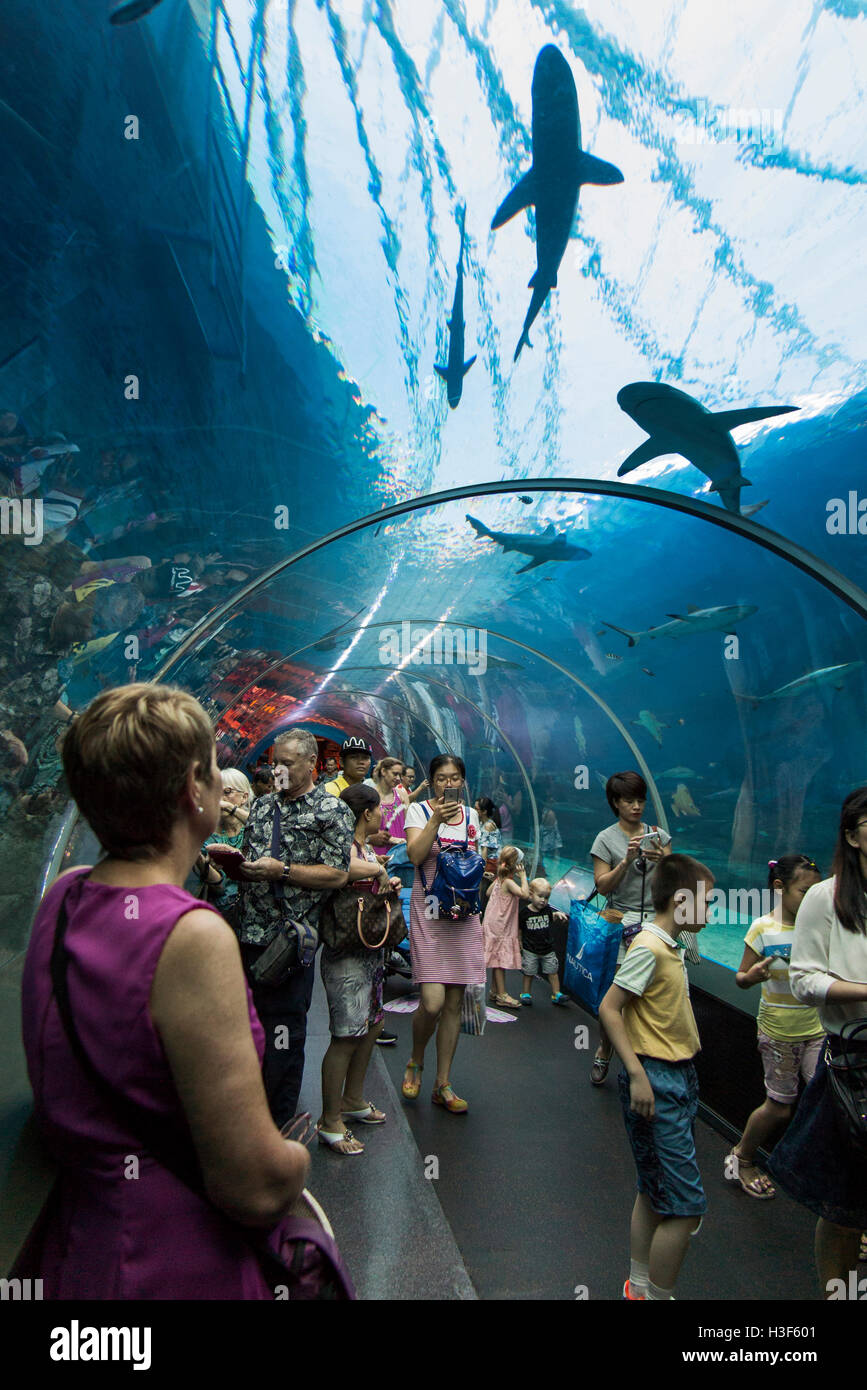 Singapur, Sentosa, Meeresaquarium, Besucher im Unterwassertunnel Haie anzeigen Stockfoto
