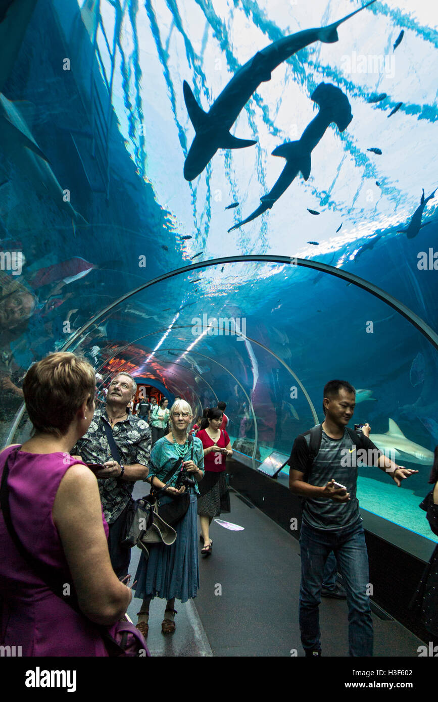 Singapur, Sentosa, Meeresaquarium, Besucher im Unterwassertunnel Haie anzeigen Stockfoto