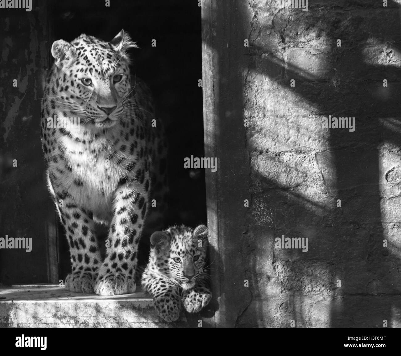 Amur-Leopard Stockfoto