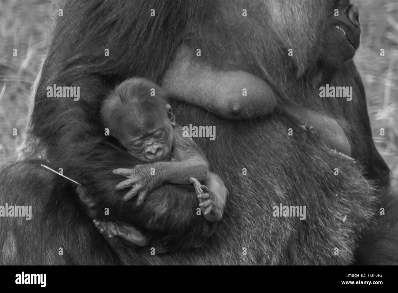 Flachlandgorilla weiblich und Kleinkind Stockfoto