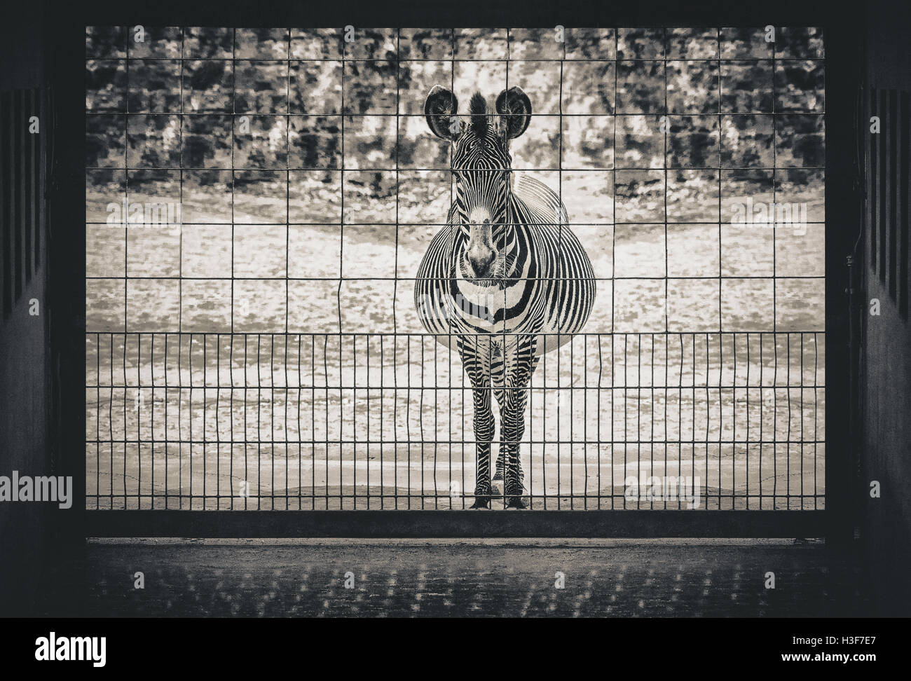 Verzweifelte Zebra-Szene Stockfoto