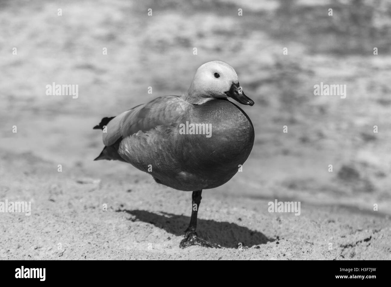 Junge rote Ente (Tadorna Ferruginea) auf einem Bein in der Nähe von einem See Stockfoto
