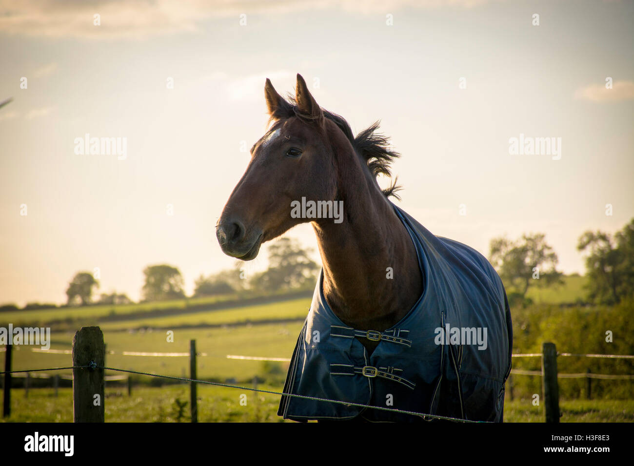Bucht Pferd tragen blaue Teppich Stockfoto
