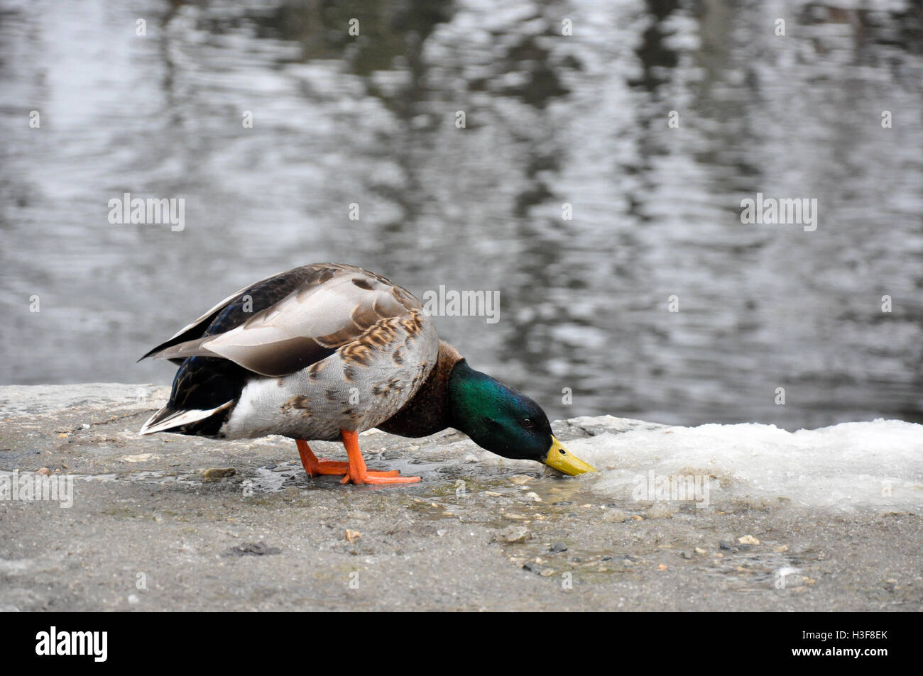 Männliche Stockente (Drake) sucht nach Nahrung in der Schneeschmelze, hinter ihm gibt es ein fließenden Bach Stockfoto