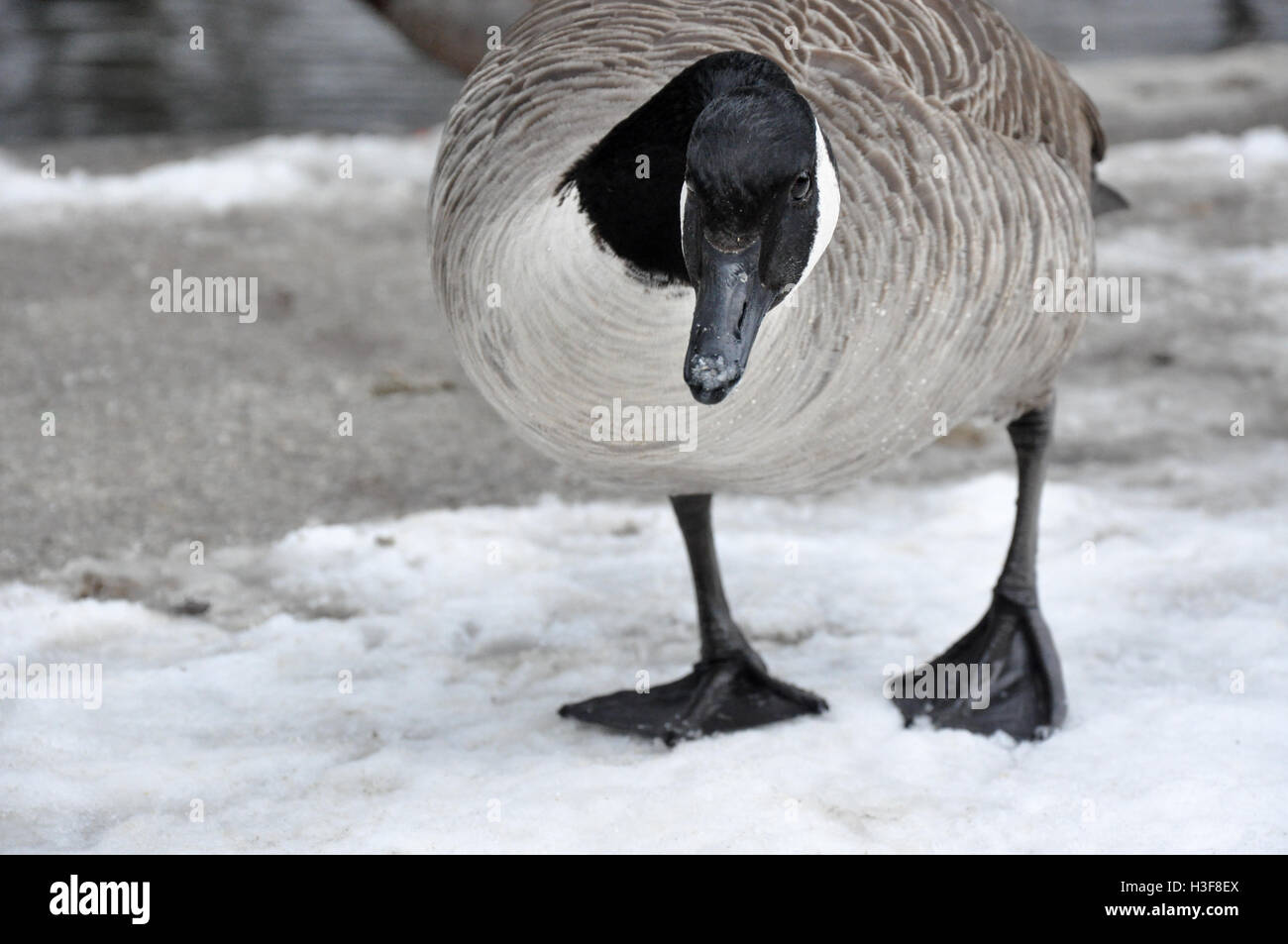 Weibliche Kanadische Gans stehend auf Schnee schmelzen Stockfoto