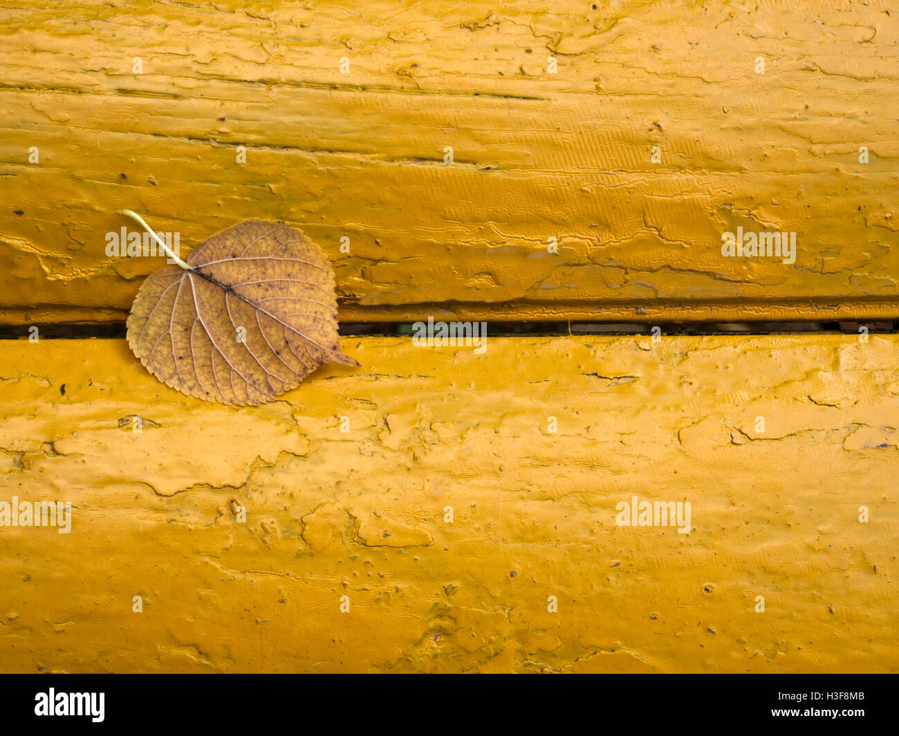 Blatt auf geknackt gelben Farbe Stockfoto