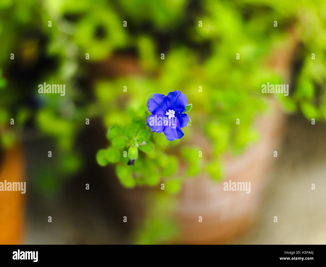 Boden-Prunkwinde, blauen Rock Ackerwinde, afrikanische Ackerwinde, Boden blau-Convolvulus, Convolvulus Mauritanicus oder Convolvulus sa Stockfoto