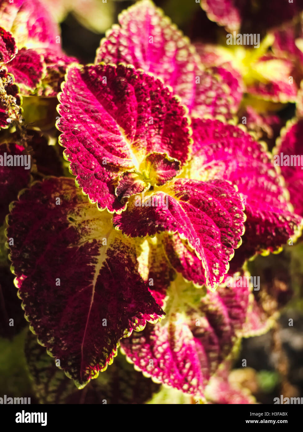 Closeup Schuss gemalten Brennnessel, Coleus oder Plectranthus scutellarioides Stockfoto