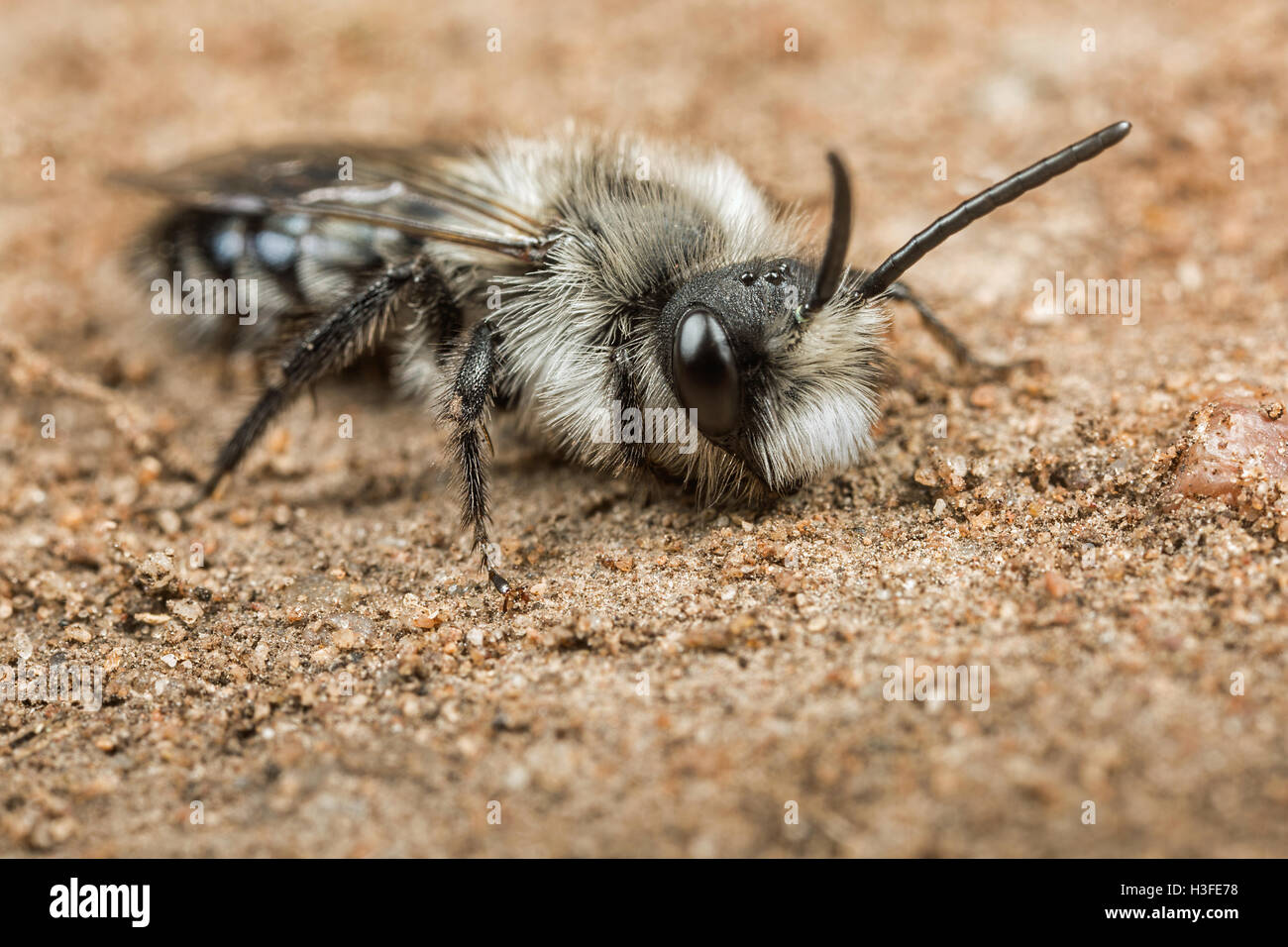 Männliche Ashy Mining Bee - Andrena Aschenpflanze Stockfoto