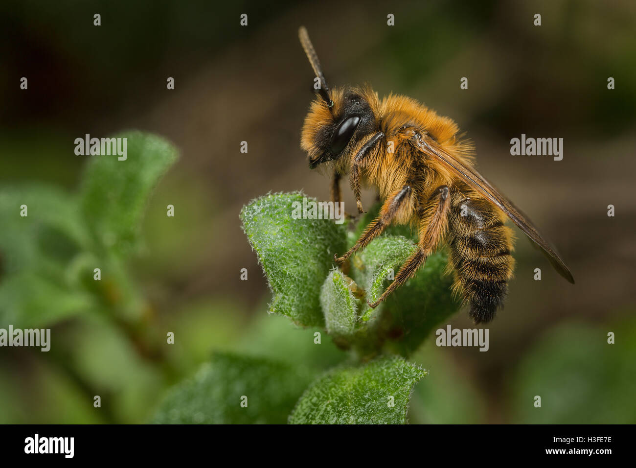 Eine männliche Andrena Nigroaenea Mining Bee Stockfoto