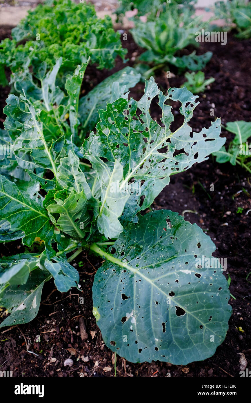 Winter-Kohl wächst auf Zuteilung mit Blättern von Schmetterlingen gefressen Stockfoto