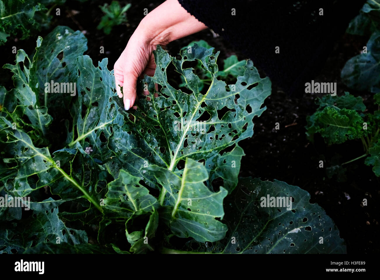 Kohl wächst auf pflanzliche Zuteilung mit Blättern von Schmetterlingen gefressen Stockfoto