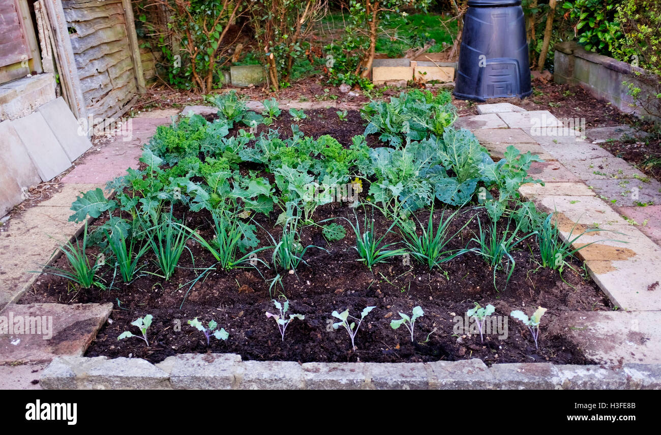 Kohl, Lauch und lila sprießenden Brokkoli wachsen auf Zuteilung Stockfoto