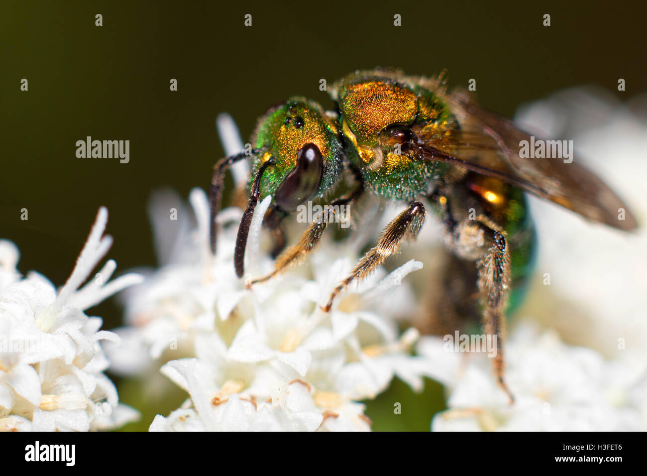 Metallische grüne Sweat Bee in weiße Blume Stockfoto