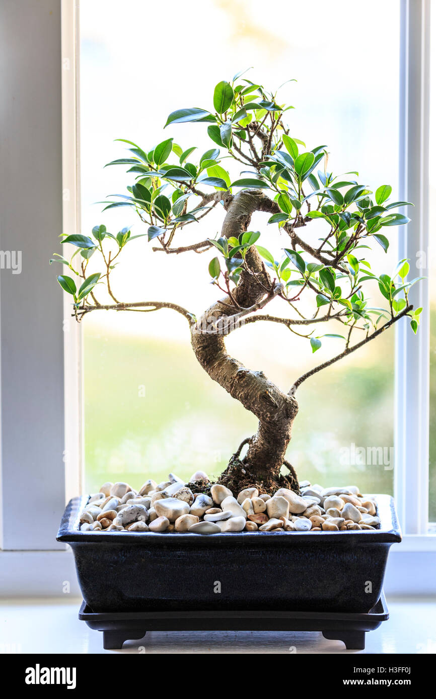 Bonsai Baum tropischen Feigen FicusRetusa auf der Fensterbank Stockfoto
