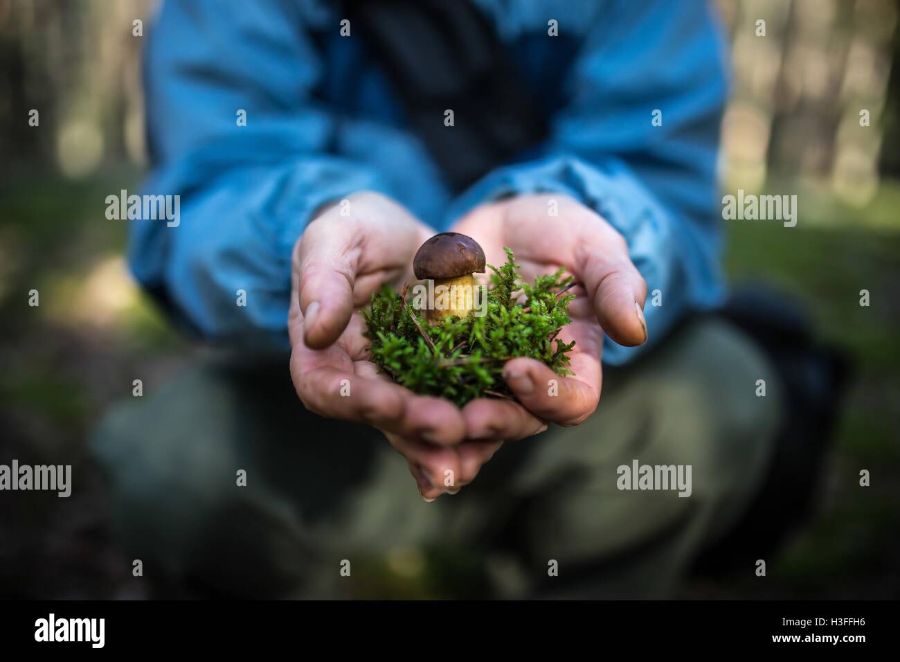 Pilz in Händen Stockfoto