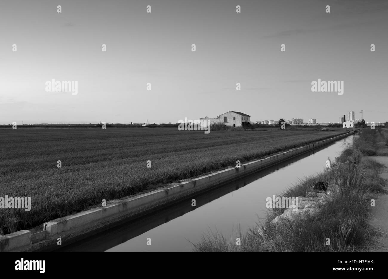 Sonnenuntergang in den Reisfeldern, Naturpark Albufera, Valencia, Spanien. Schwarz / weiß Foto Stockfoto