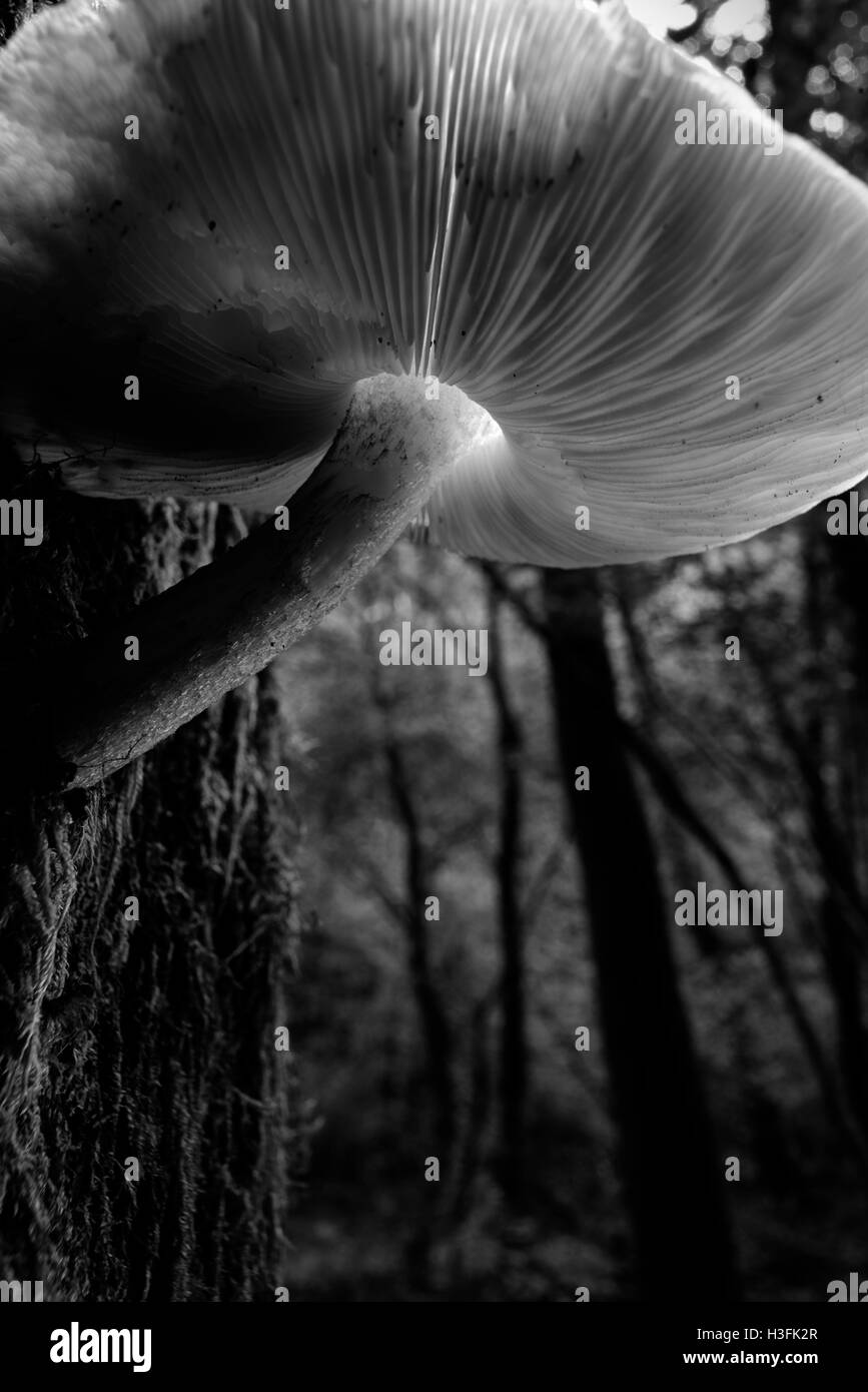 Pilz auf einem hölzernen Baum Stockfoto