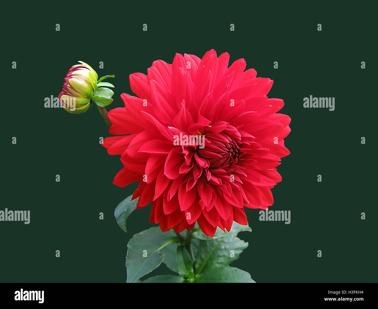 Blumenstrauß Tumblr Stockfotos und -bilder Kaufen - Alamy