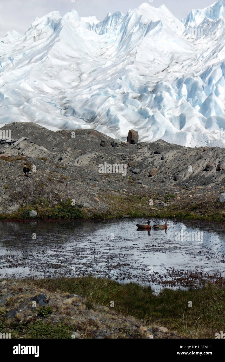 Wilde Enten in einem kleinen See am Rande des Glaciar Perito Moreno, wo Eis Felsen trifft Stockfoto