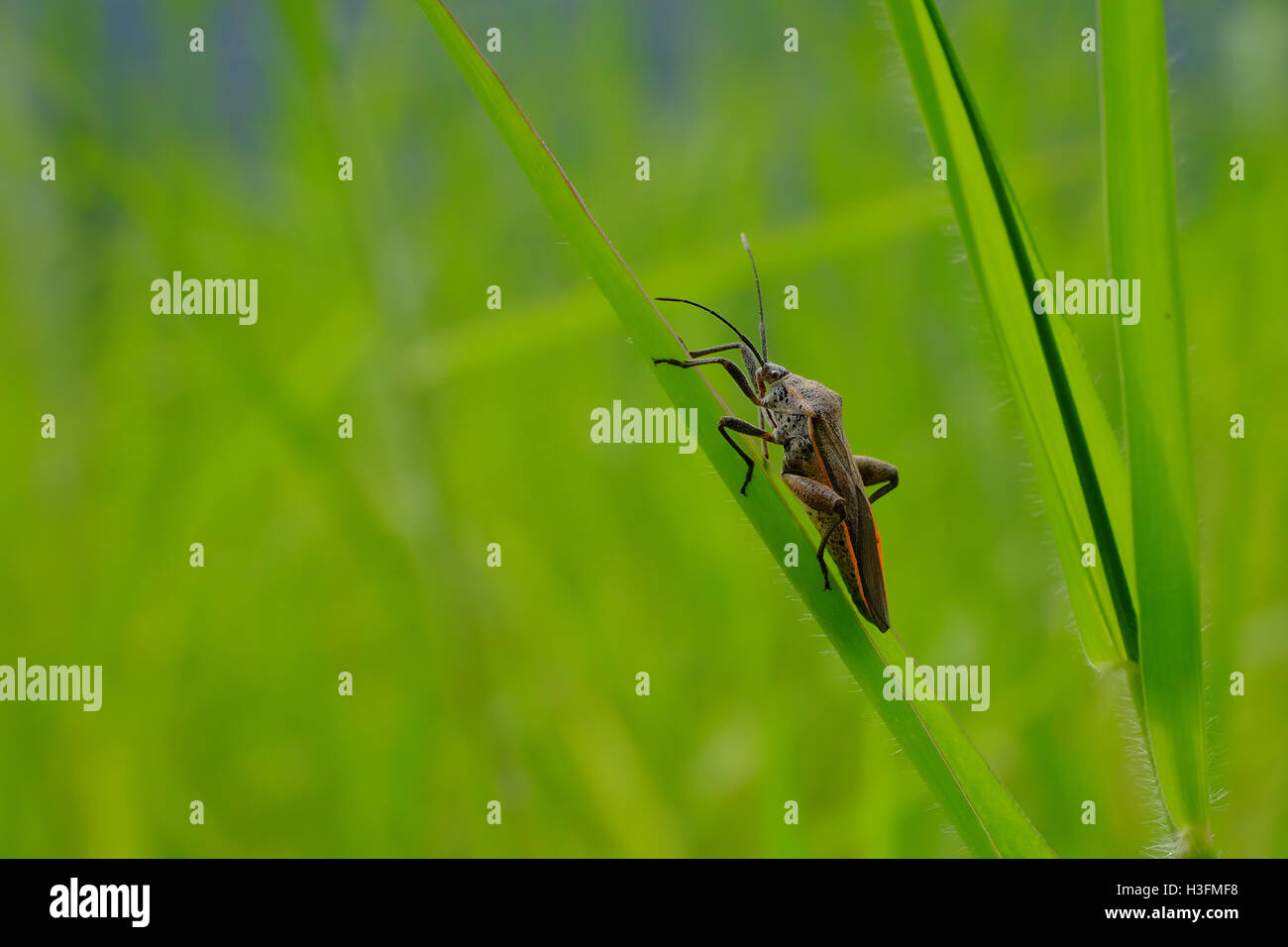 Braun und orange Stink Bug ruht auf einem Rasen-Blatt. Stockfoto