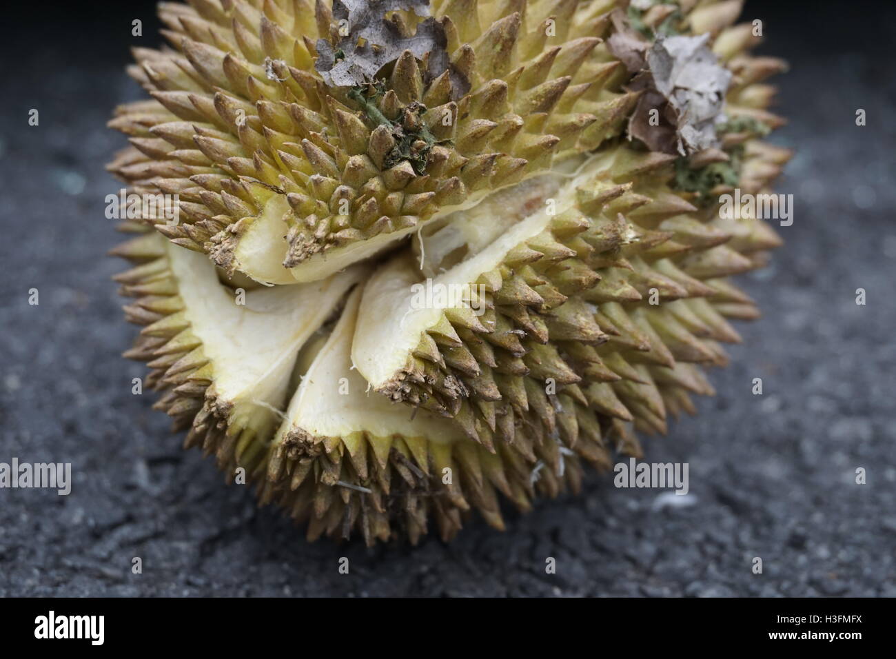 Durian Frucht Aufplatzen am unteren Ende Stockfoto