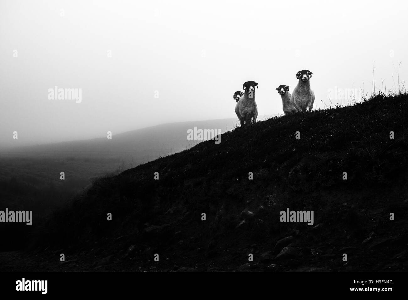 Neugierige Schafe auf einer nebligen Moor, Yorkshire, Großbritannien Stockfoto