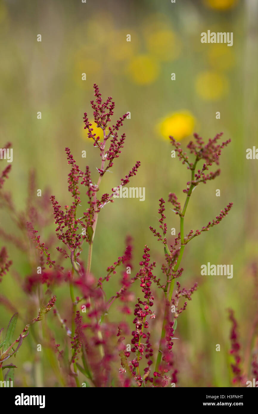 Sauerampfer; Rumex liegen Blume Anglesey; UK Stockfoto