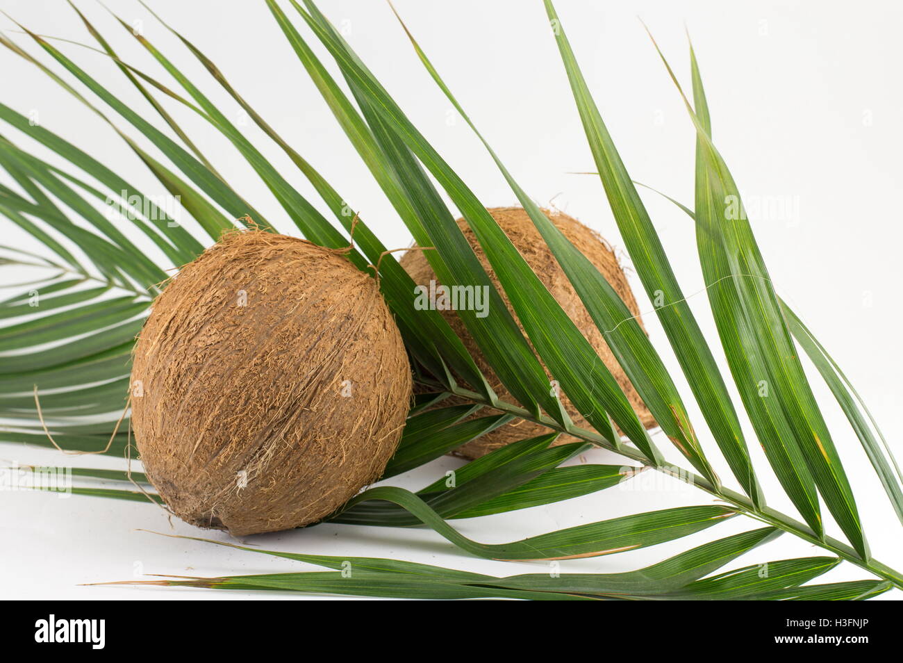 Ganze Kokosnüsse auf Kokosnuss lässt auf weißem Hintergrund Stockfoto