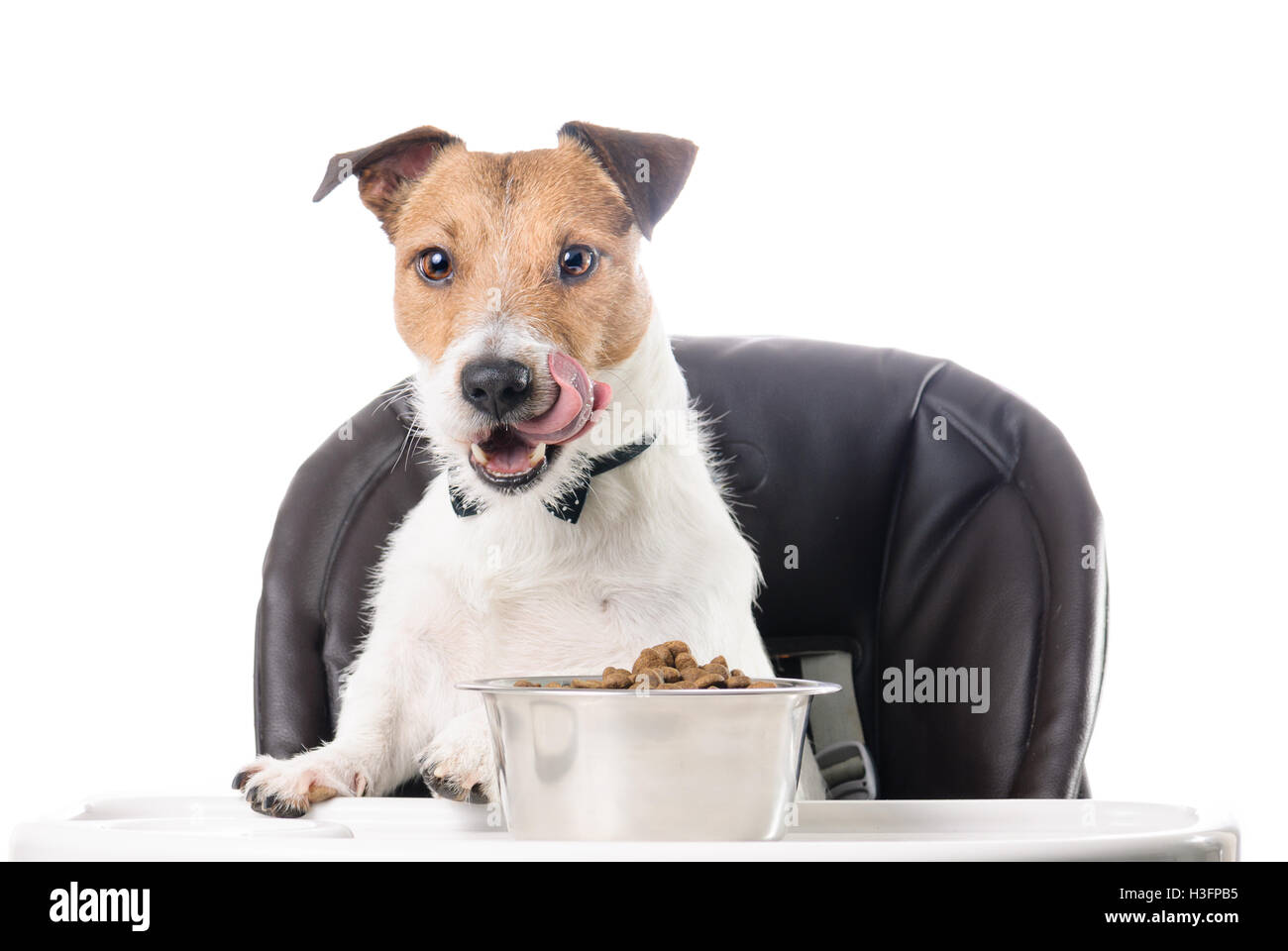 Hungrigen Hund Essen Trockenfutter aus Schüssel mit Zunge lecken Stockfoto