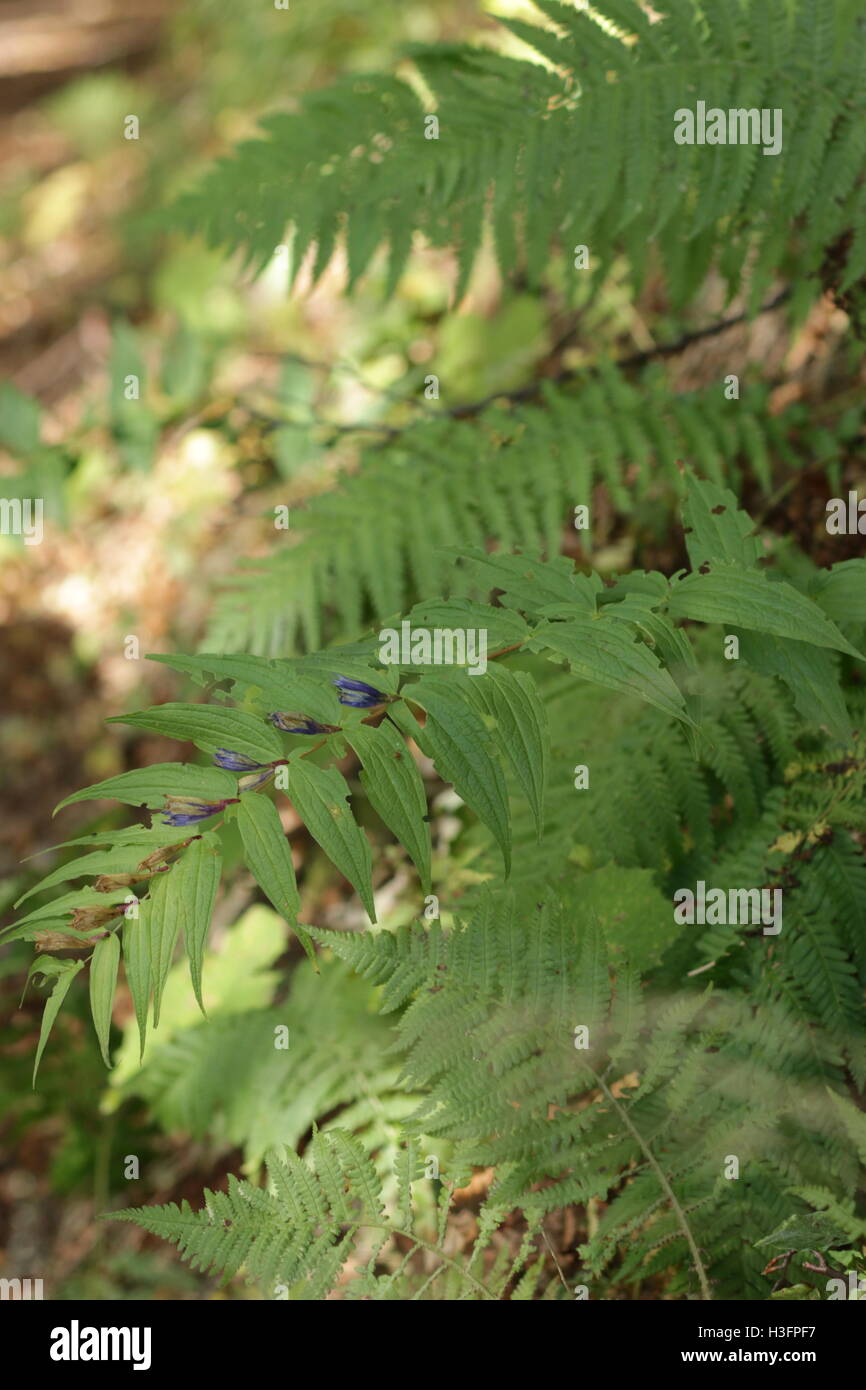 Grüne Blätter im Wald Stockfoto