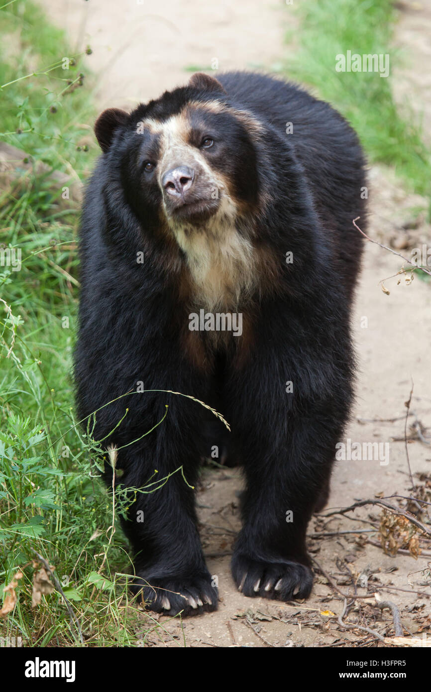 Brillenbär (Tremarctos Ornatus), auch bekannt als die Anden tragen im Zoo Doue la Fontaine in Maine-et-Loire, Frankreich. Stockfoto