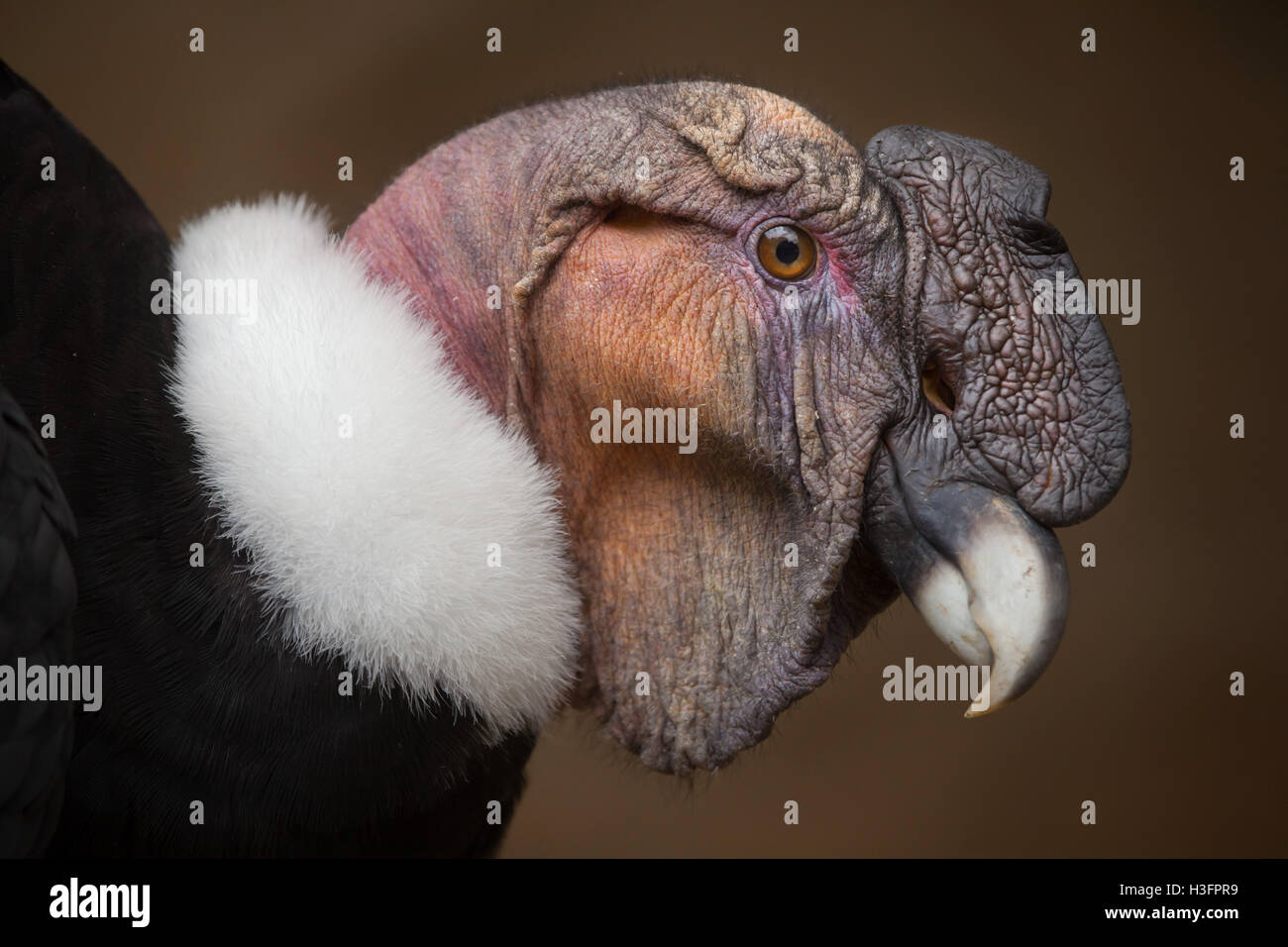 Andenkondor (Vultur Kondor). Tierwelt Tier. Stockfoto
