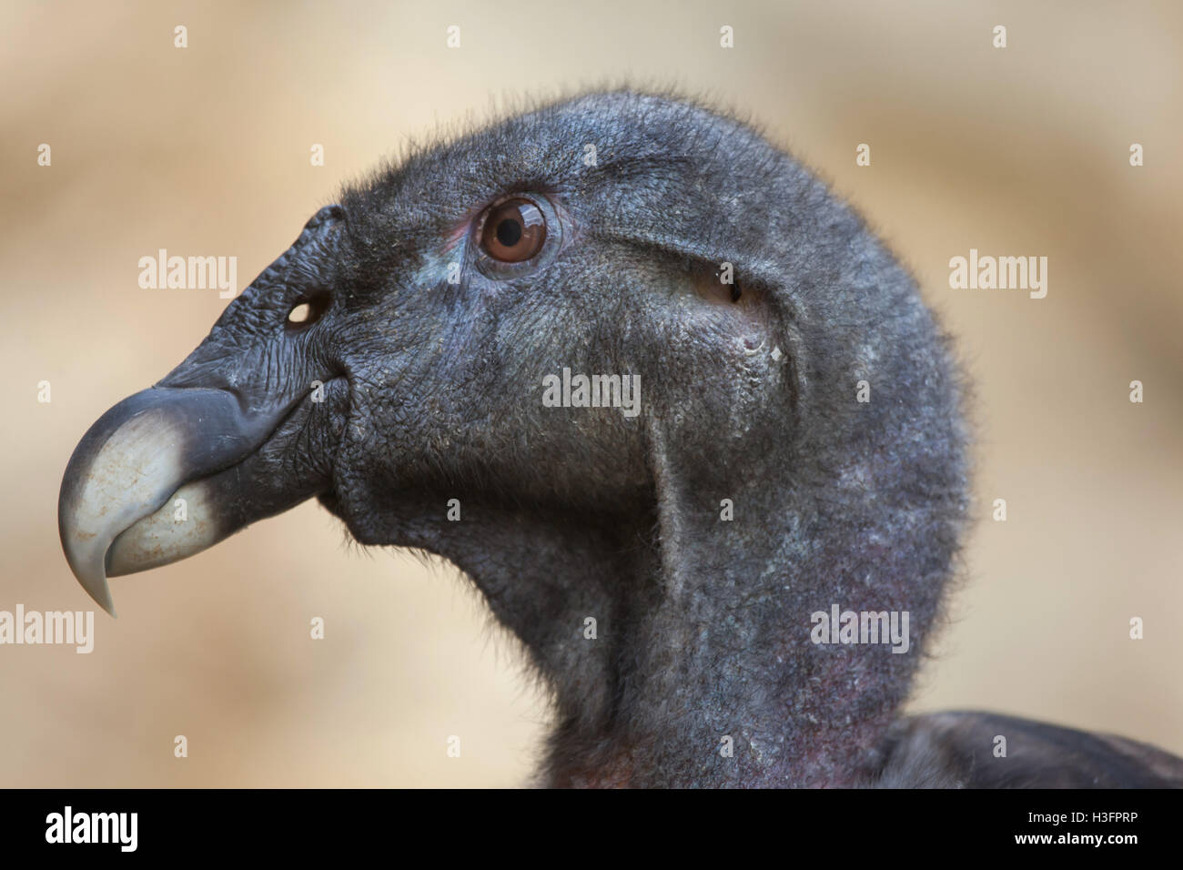Andenkondor (Vultur Kondor). Tierwelt Tier. Stockfoto