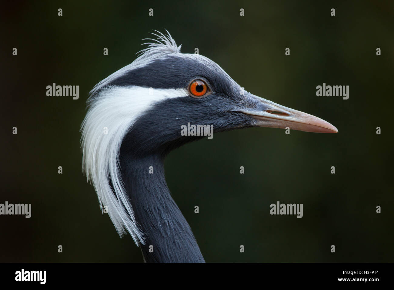 Demoiselle Kran (Anthropoides Virgo), auch bekannt als die blaue Kran. Tierwelt Tier. Stockfoto