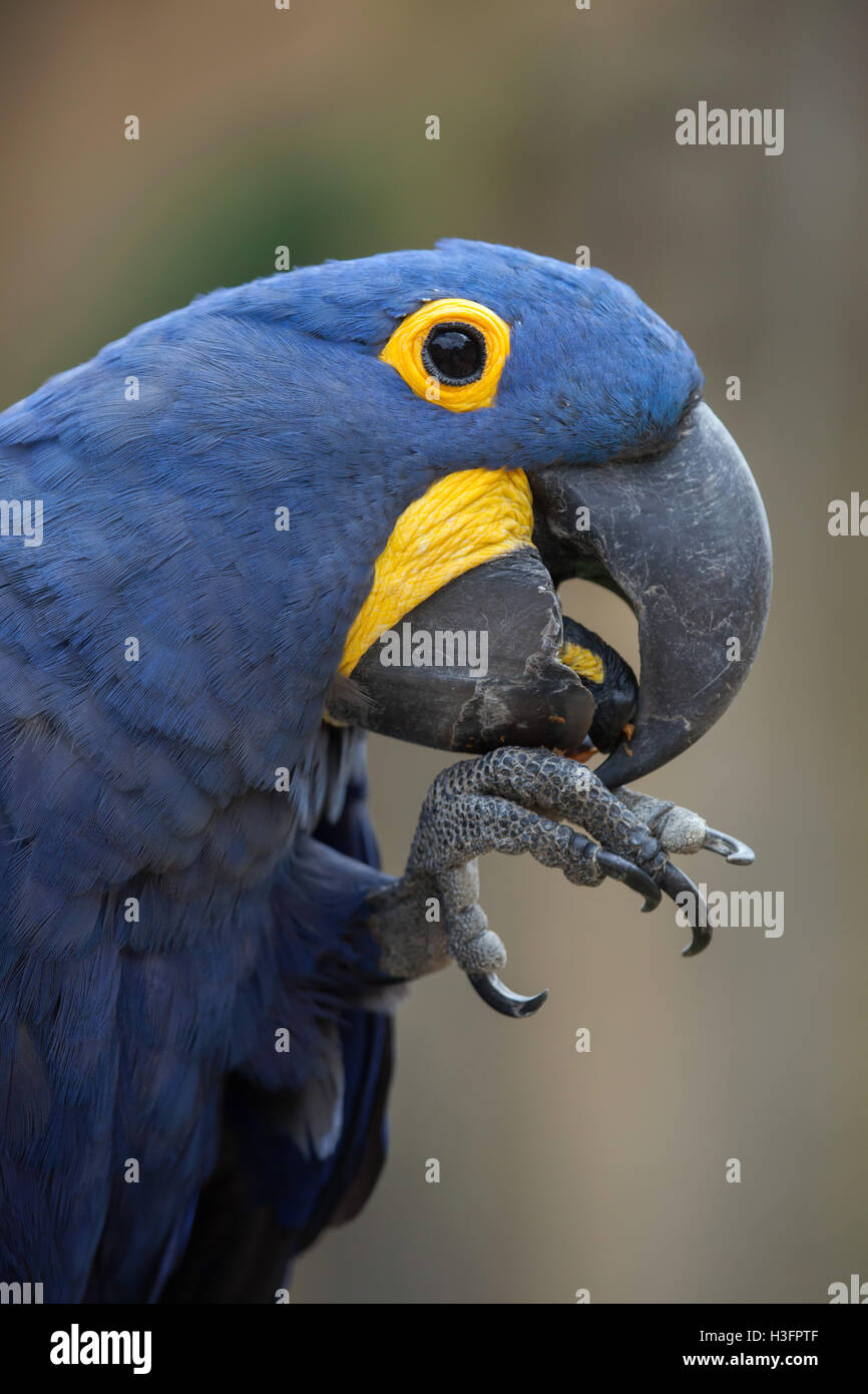 Hyazinth-Ara (Anodorhynchus Hyacinthinus). Tierwelt Tier. Stockfoto