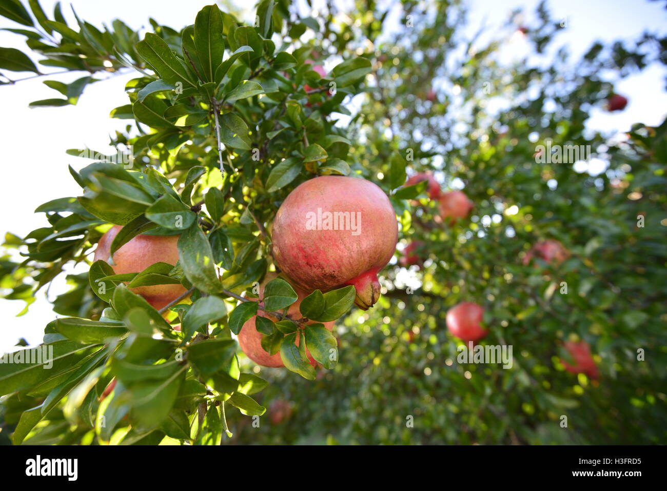 Der Granatapfel ist eine typische Frucht der Mittelmeerküste, im Mai und Juni die besten Blumen, geb. Oktober beginnt die Ernte. Stockfoto