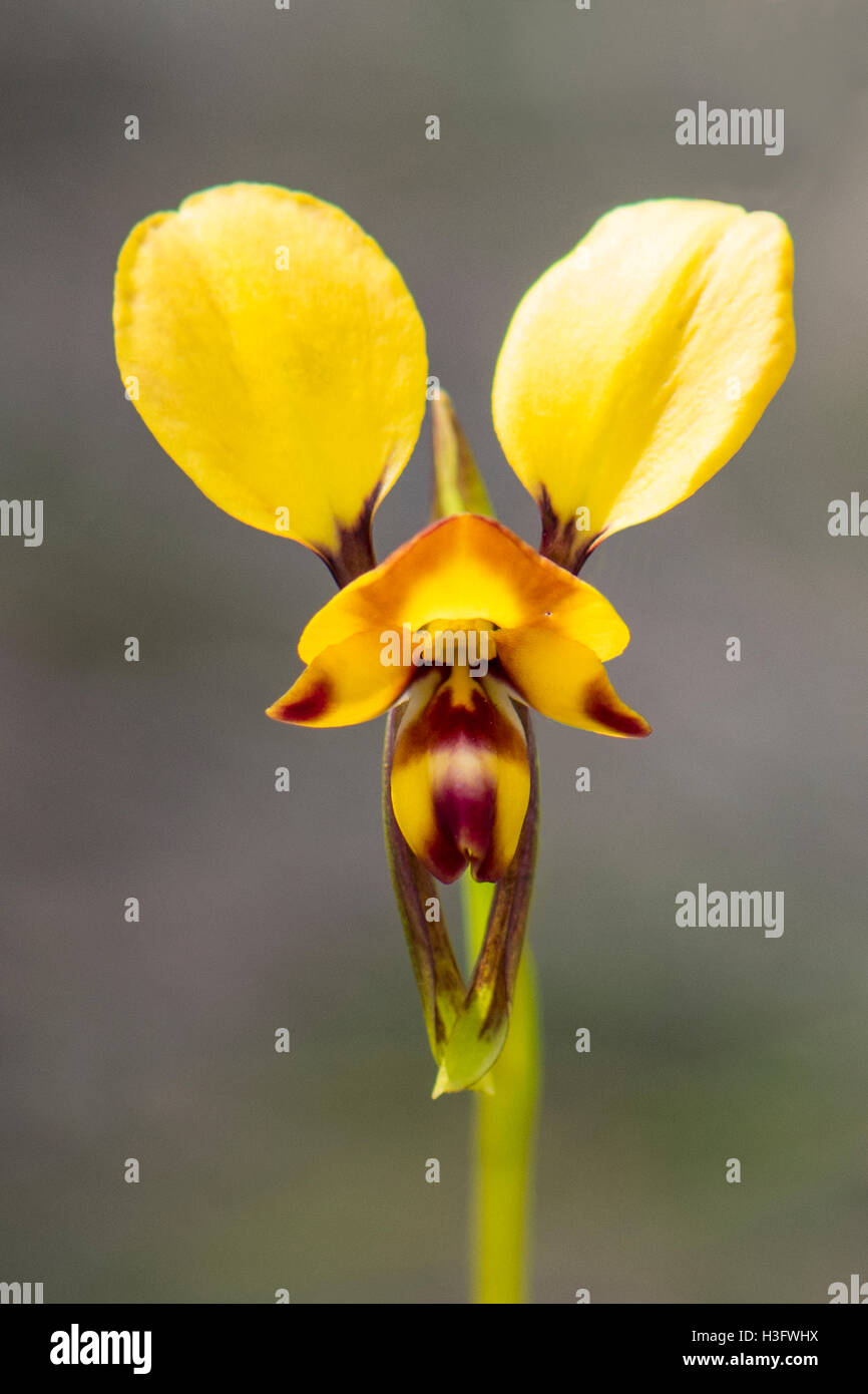 Diuris Orientis, östlichen Donkey Orchid in Boomers Reserve, Panton Hill, Victoria, Australien Stockfoto