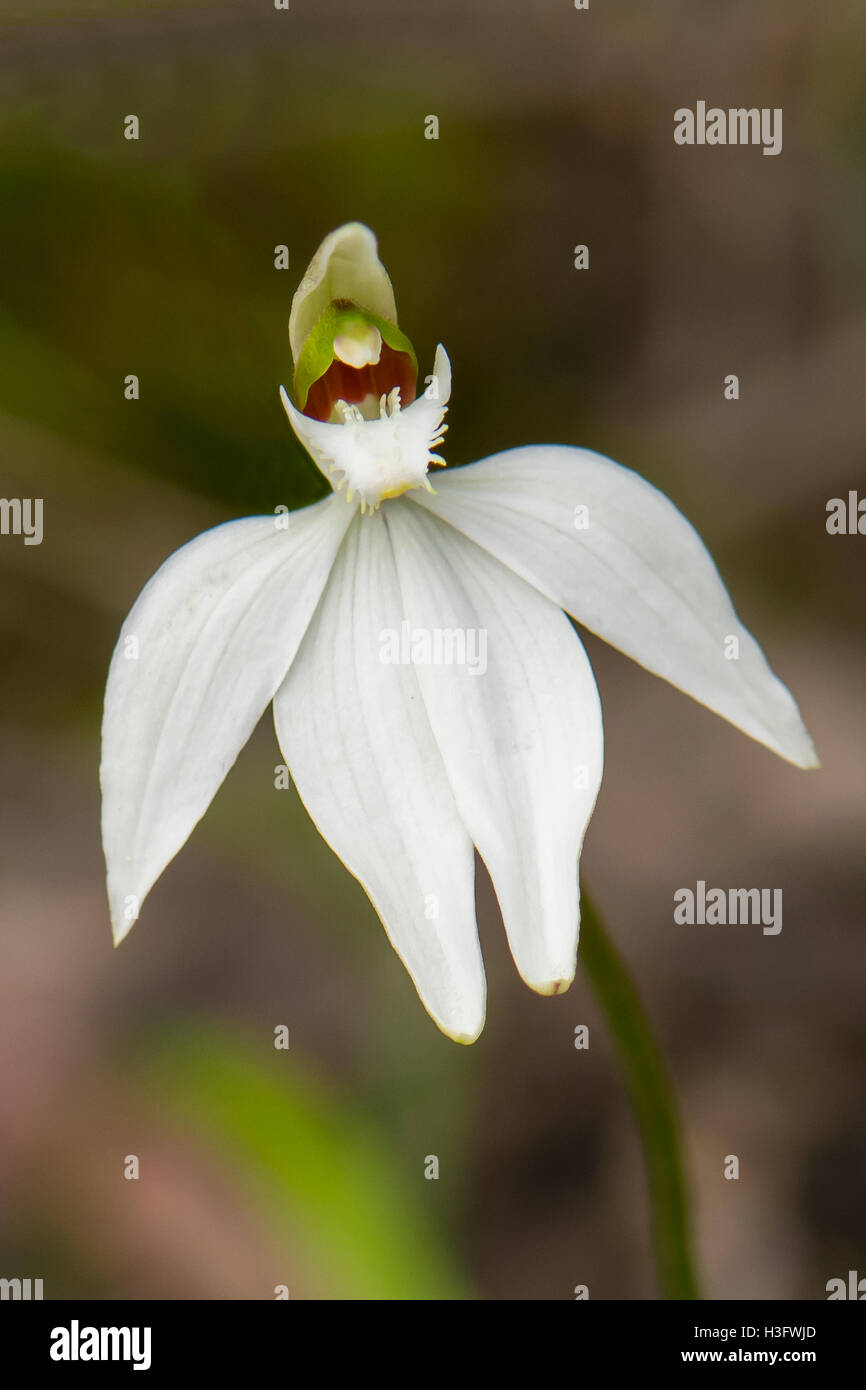 Caladenia Catenata, White Finger Orchid Bałuk Willam Flora Reserve, Belgrave South, Victoria, Australien Stockfoto