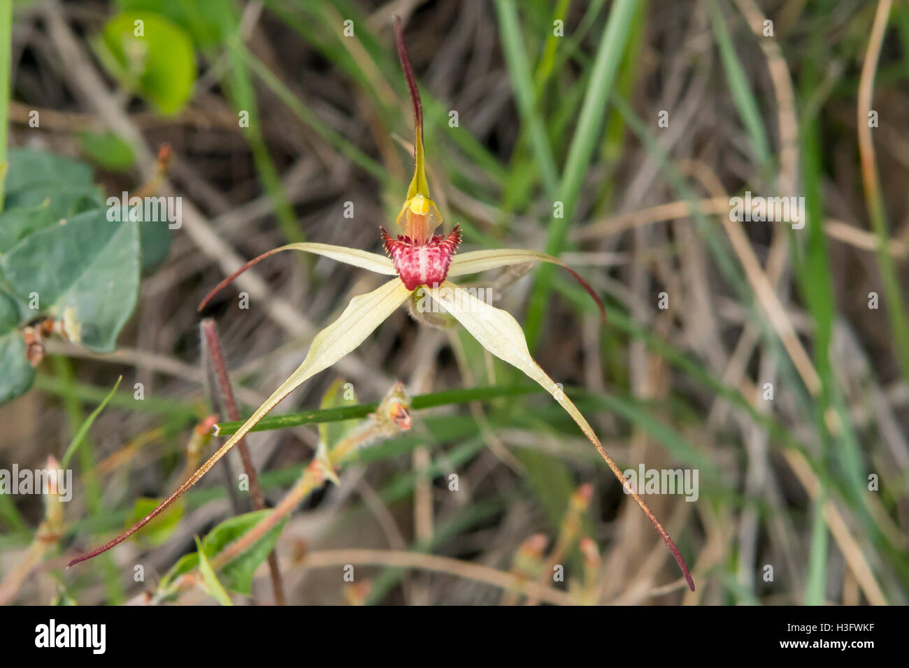 Caladenia SP. Aff. Oenochila, St Andrews Spider Orchid Bałuk Willam Flora Reserve, Belgrave South, Victoria, Australien Stockfoto