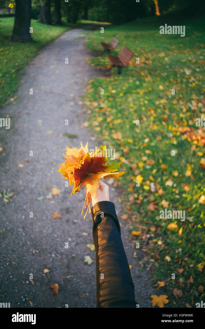 Weibliche Hand hält Bündel von fallenden Blättern gegen Weg im herbstlichen Park. Tiefenschärfe, Weitwinkel-Objektiv Stockfoto