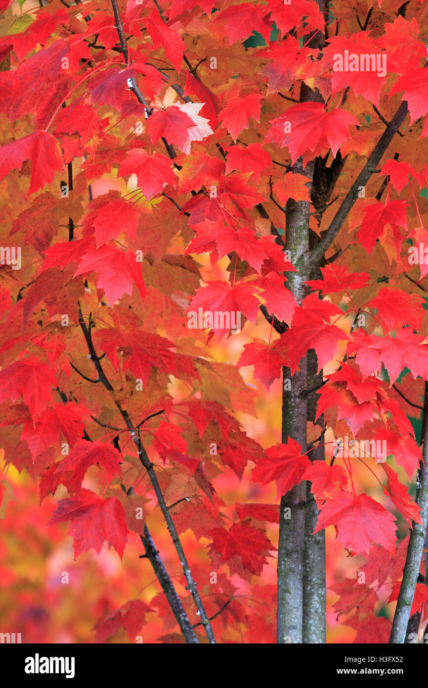 Betrachtet man den Stamm, Zweige und Blätter von einem hellen Rot-Ahorn-Baum Stockfoto