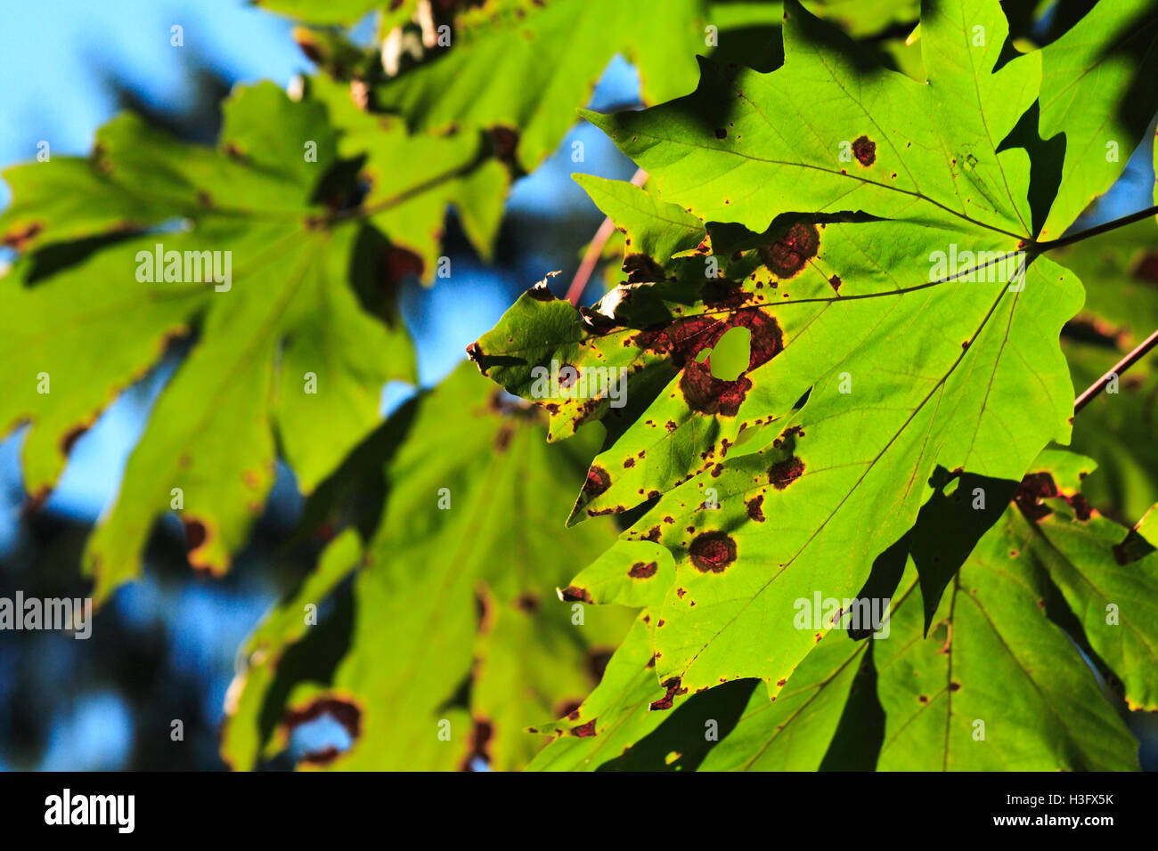 Blätter zerfallen langsam auf den Baum am Anfang des Herbstes Stockfoto