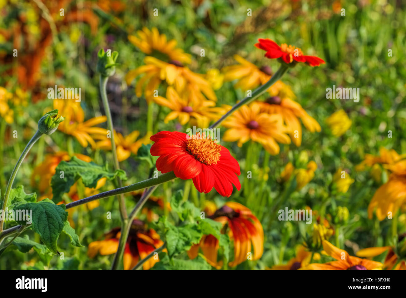 Mexikanische Sonnenblume Oder Tithonia Rotundifolia - mexikanische Sonnenblume oder Tithonia Rotundifolia im Sommer Stockfoto
