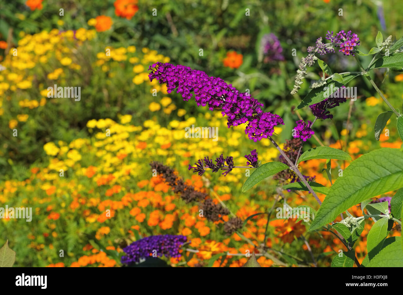 Sommerflieder Und Bunte Sommerblumen - Schmetterlingsstrauch und bunte Sommerblumen Stockfoto