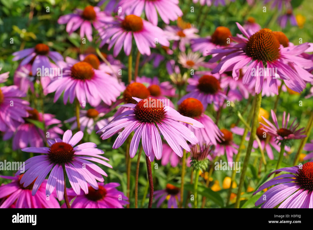 Purpur-Sonnenhut, Eine Schöne Sommerblume - Echinacea Purpurea, Sonnenhut, schöne rosa Sommerblume Stockfoto
