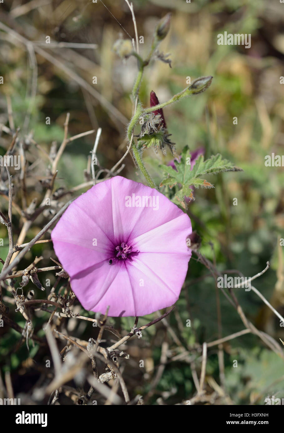 Malve-leaved Ackerwinde - Convolvulus Althaeoides rosa wilde Blume aus Zypern Stockfoto