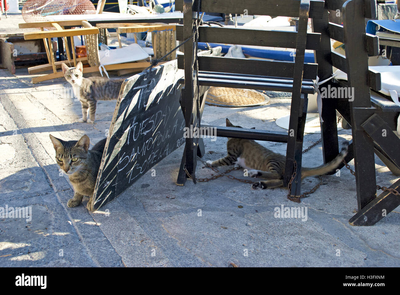 Drei streunende Tabby-Katzen spielen unter Holzstühle an der Pier in Samos. Stockfoto